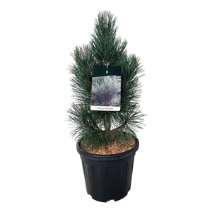 Pinus nigra 'Pyramidalis'