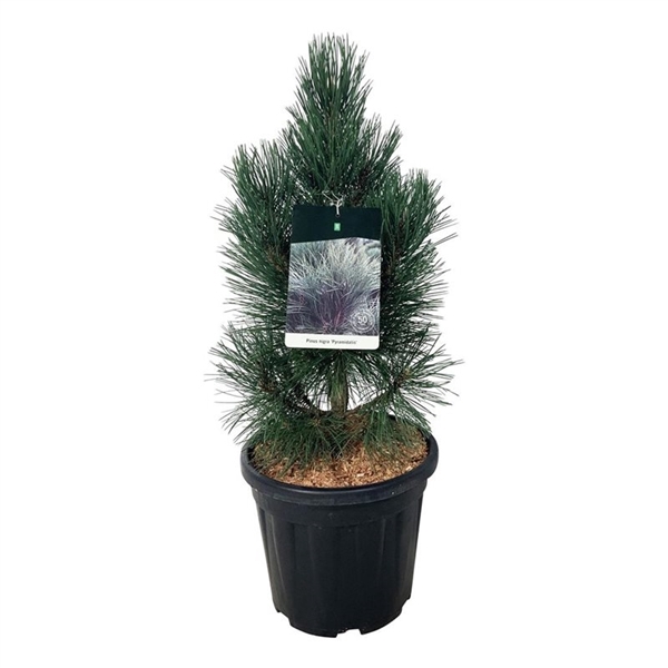 <h4>Pinus nigra 'Pyramidalis'</h4>