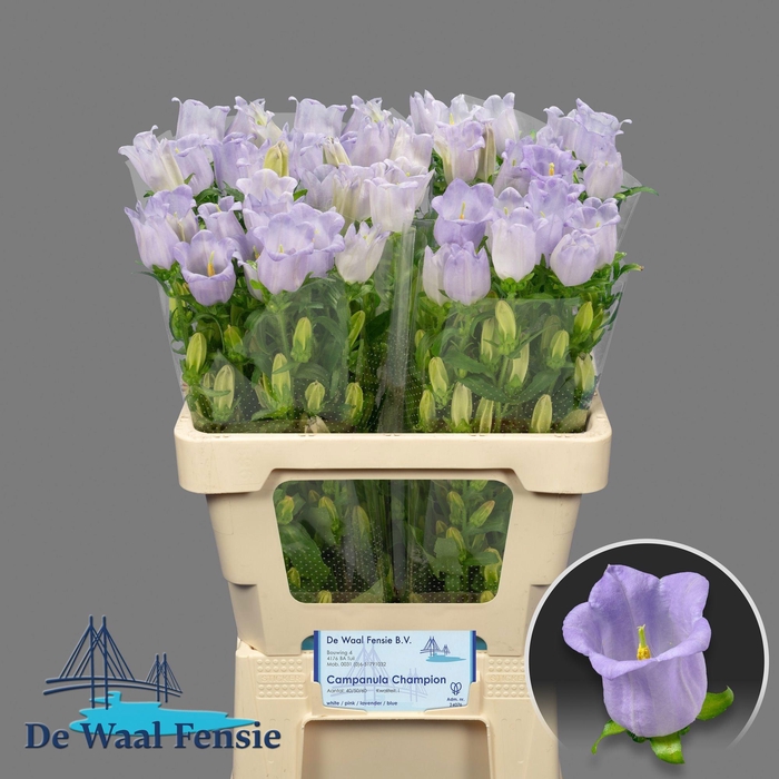 <h4>CAMP M CHAMPION LAVE</h4>