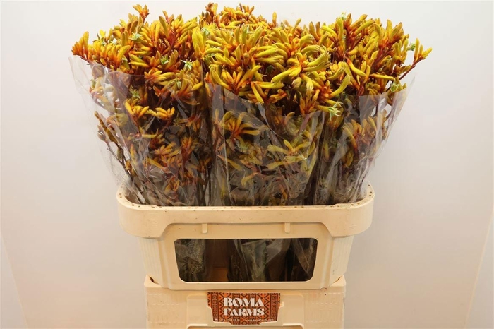 <h4>ANIGOZ GOLD FEVER</h4>