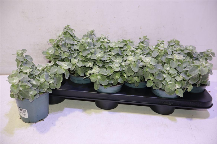 <h4>Helich Petiolare</h4>