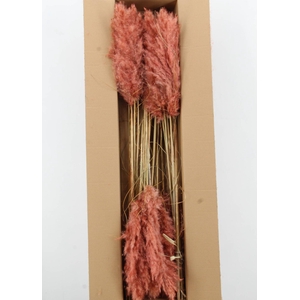 DF Pampas 115cm Old Pink