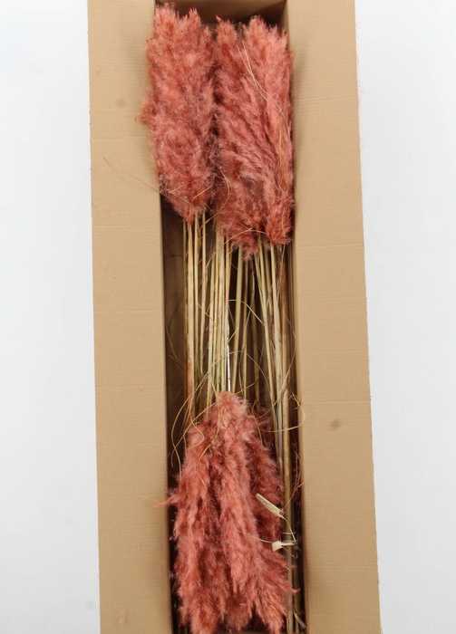 <h4>DF Pampas 115cm Old Pink</h4>