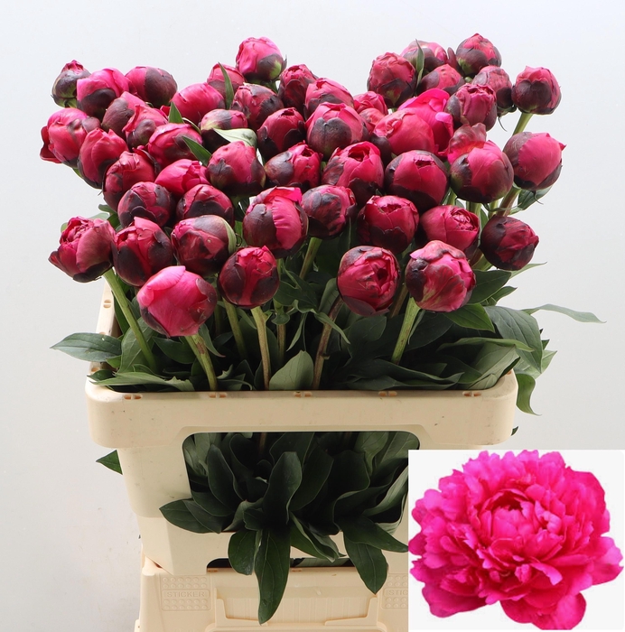 <h4>PAEO L KANSAS</h4>