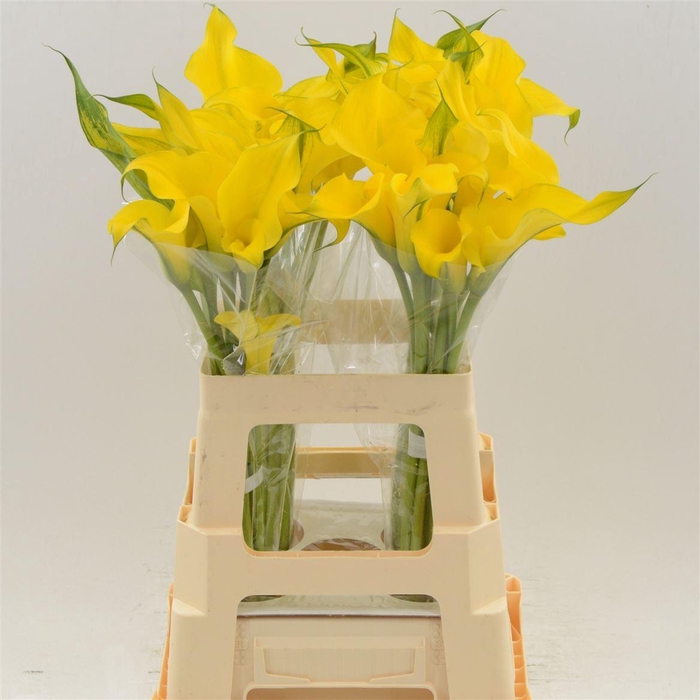 <h4>Calla Monte Carlo | Dubbelbloemig</h4>