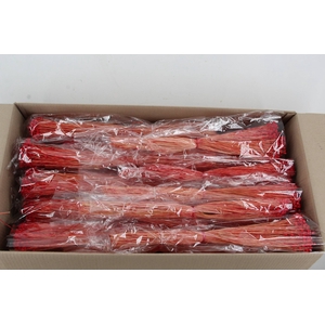 DF Berina Red Bs