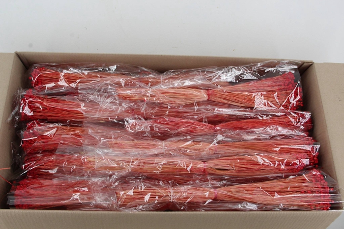 <h4>DF Berina Red Bs</h4>