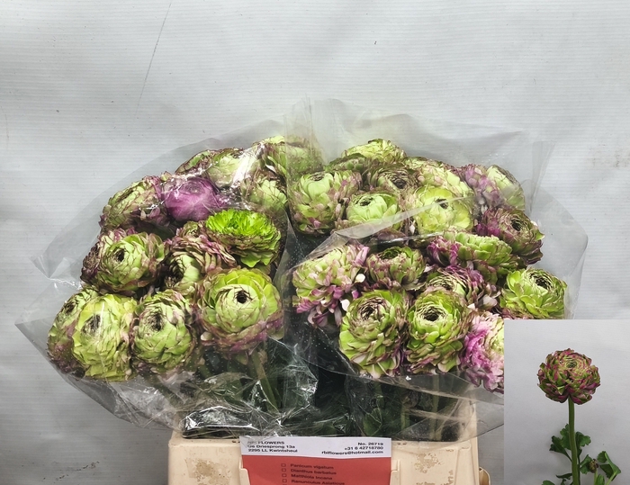 <h4>RAN PON PON MALVA</h4>