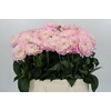 Dahlia Princess Kate