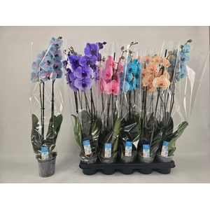 PHAL OV
