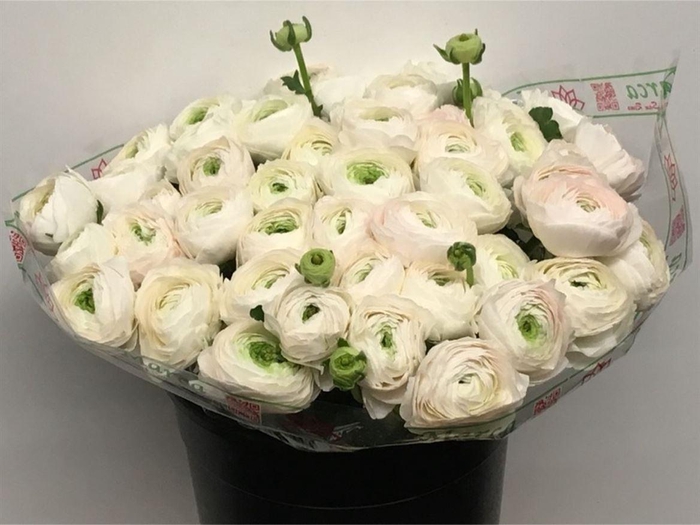 <h4>Ran Su Sr Rio Extra</h4>