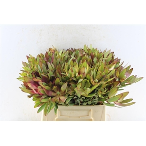 Leucad Saf Sunset Yellow / Red A2