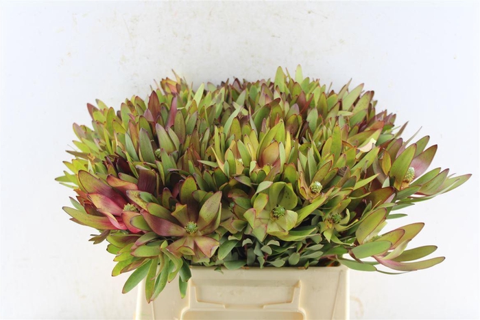 <h4>Leucad Saf Sunset Yellow / Red A2</h4>