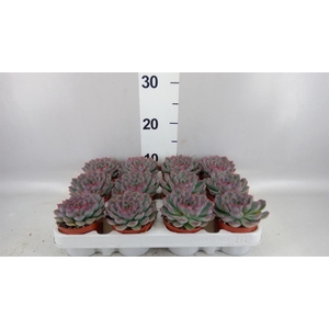 Echeveria  'Hercules'