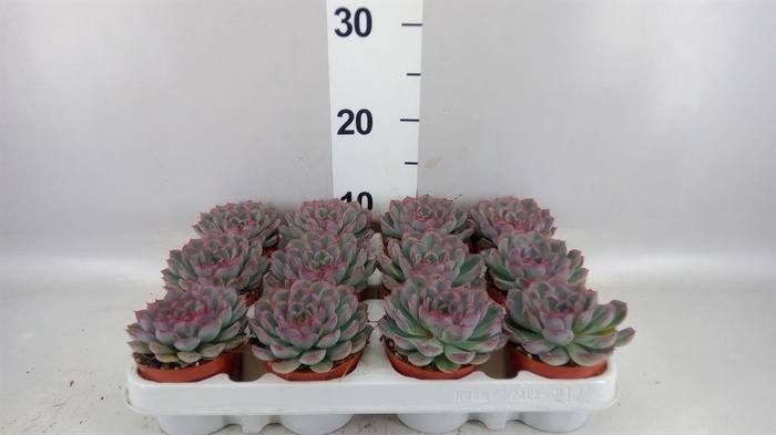 <h4>Echeveria  'Hercules'</h4>