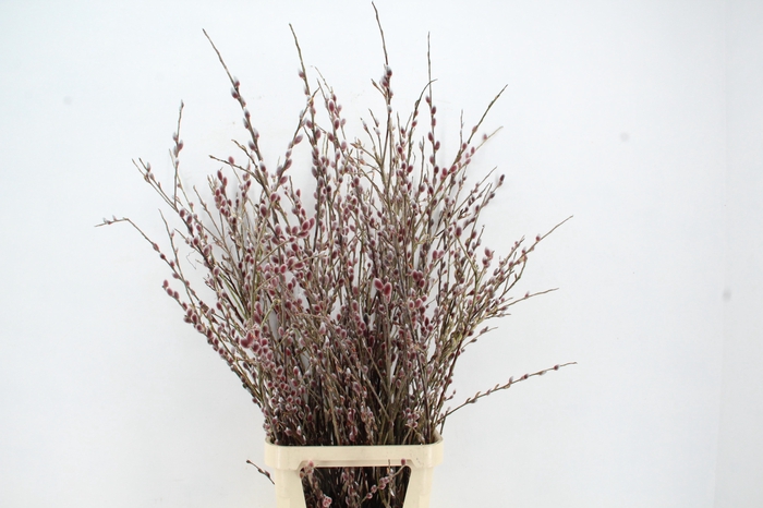 <h4>SALIX RED PASSION VERTAKT 120CM</h4>