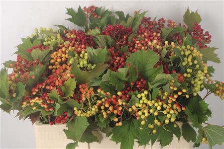 <h4>Viburnum Op Compactum</h4>