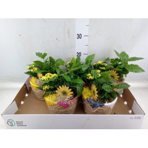 Arr.   Planten L%
