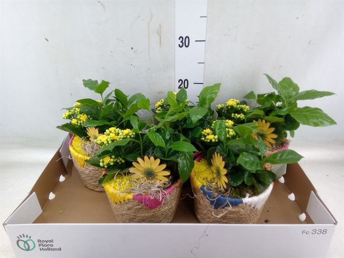 <h4>Arr.   Planten L%</h4>