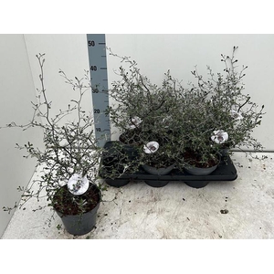 COROKIA COTONEASTER