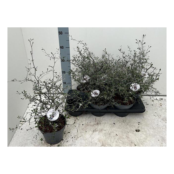 <h4>COROKIA COTONEASTER</h4>