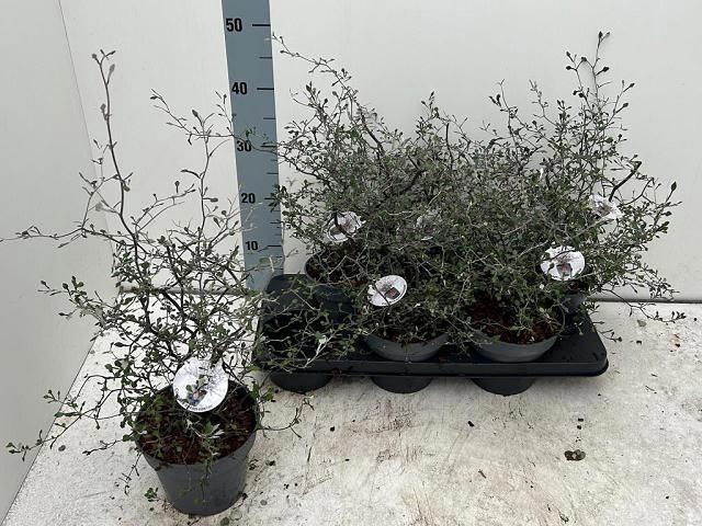 <h4>COROKIA COTONEASTER</h4>