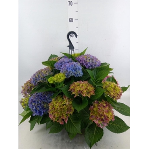 Hydrangea mac. 'Hi River'