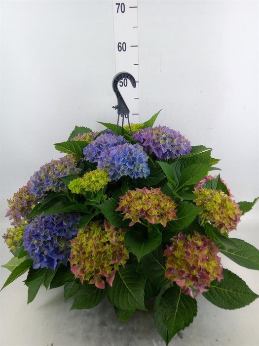 <h4>Hydrangea mac. 'Hi River'</h4>