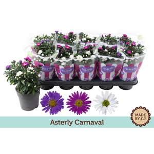 Asterly Carnaval 12cm
