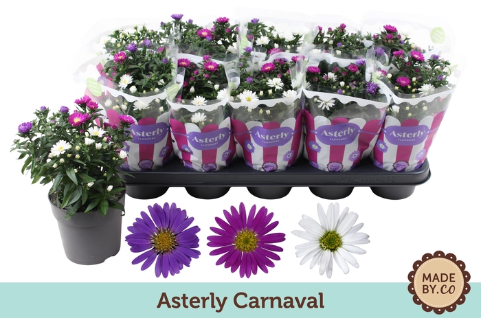 <h4>Asterly Carnaval 12cm</h4>