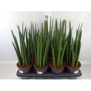 Sansevieria cyl.  ...