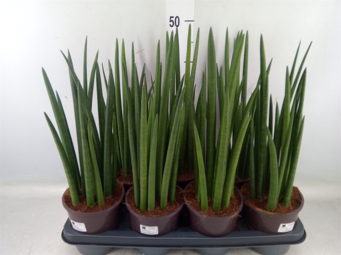 <h4>Sansevieria cyl.  ...</h4>