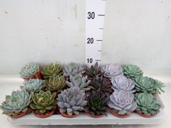 Echeveria   ...mix