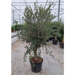 Olea europaea