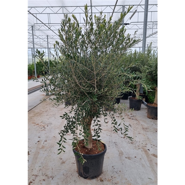<h4>Olea europaea</h4>