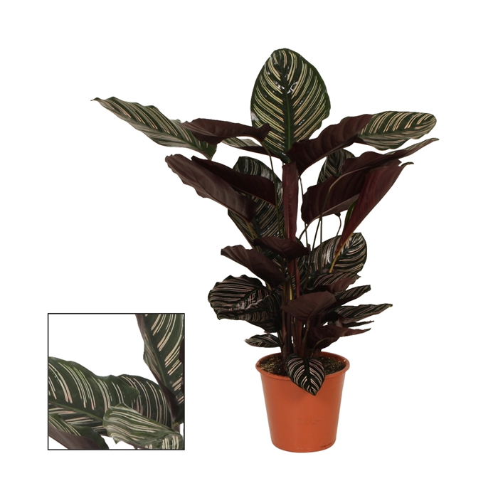<h4>Calathea 19cm Ornata</h4>