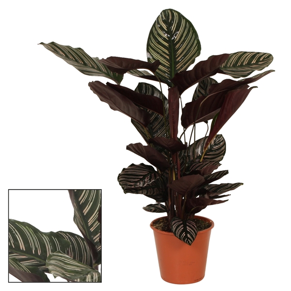 Calathea 19cm Ornata