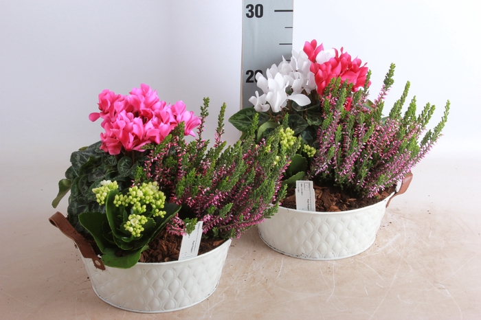 <h4>ARR TUINPLANTEN</h4>