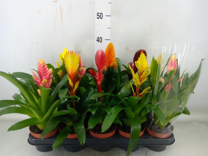 <h4>Vriesea ...mix 6</h4>