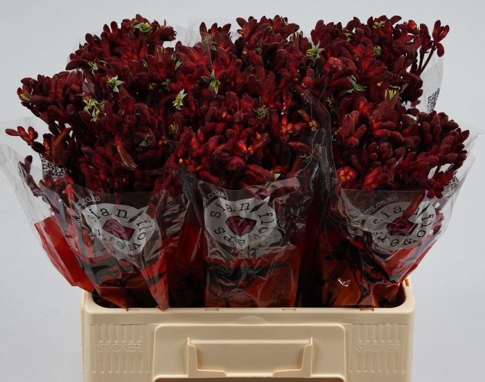 <h4>ANIGOZ EARLY SPRING</h4>