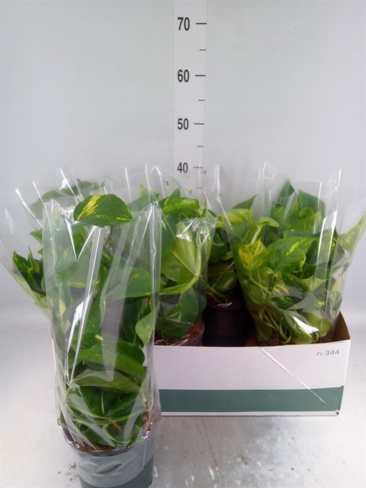 <h4>Epipremnum pinn. 'Aureum'</h4>