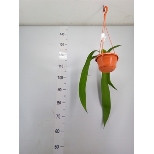 Anthurium   ...