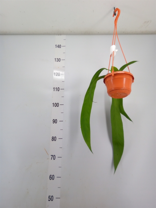 <h4>Anthurium   ...</h4>