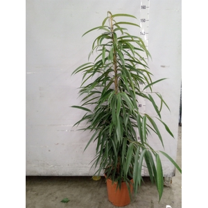 Ficus binn. 'Alii'