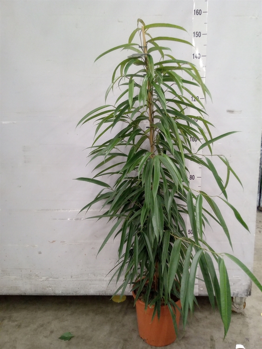 <h4>Ficus binn. 'Alii'</h4>