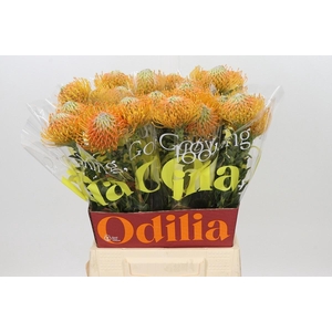 LEUCO AYOBA ORANGE