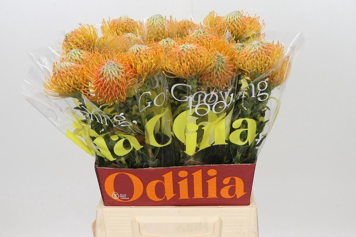<h4>LEUCO AYOBA ORANGE</h4>
