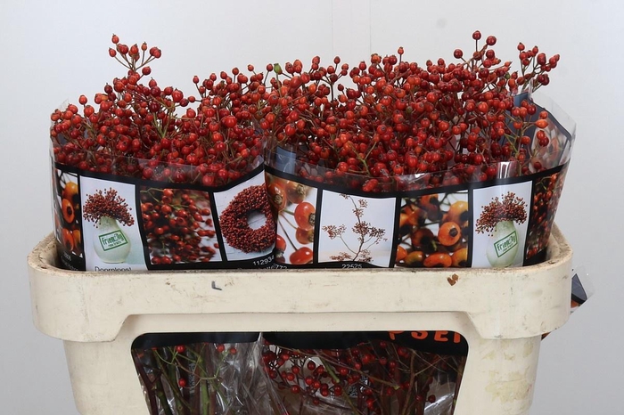 <h4>ROSA ROSEFR ELITE</h4>