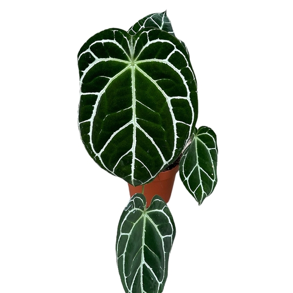 <h4>Anthurium Crystalinum</h4>