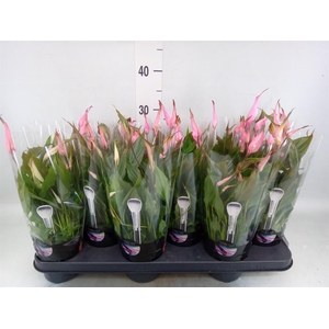 SPATHIPHYLLUM  'CHOPIN' MAKE UPZ PI